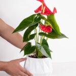 Anturio en base de ceramica