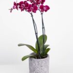 Orquídea con base de cerámica